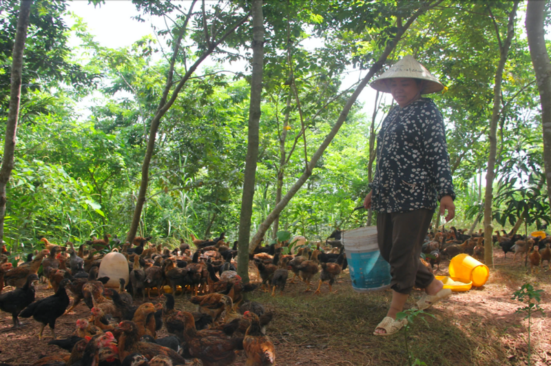 Gà đồi mang lại giá trị kinh tế cao cho bà con vùng cao Yên Thế. Ảnh: Ngọc Hoa