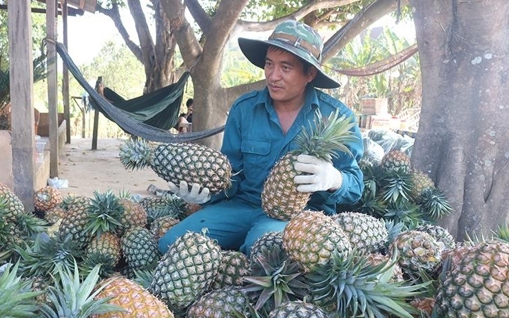 Cây dứa bén rễ, phát triển trên vùng đất Cư Pui