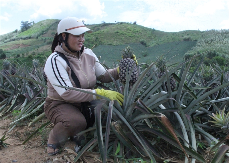 Cư Pui đang dần trở thành vùng chuyên canh cây dứa. Ảnh: Lê Hường