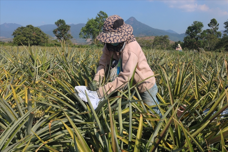 Người dân Cư Pui có thu nhập ổn định nhờ cây dứa