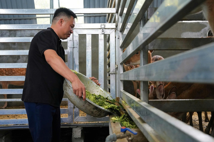 Hệ thống chuồng trại nuôi hươu được anh Hiền đầu tư hiện đại. nuoi-huou-2.jpg