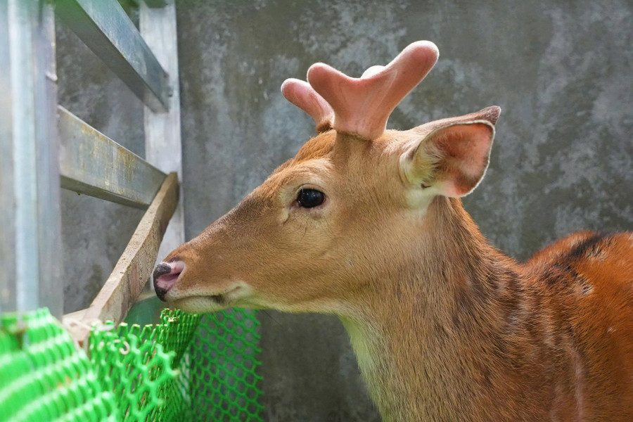 Giá nhung hươu giao động từ 12 - 15 triệu đồng/kg. nuoi-huou-3.jpg