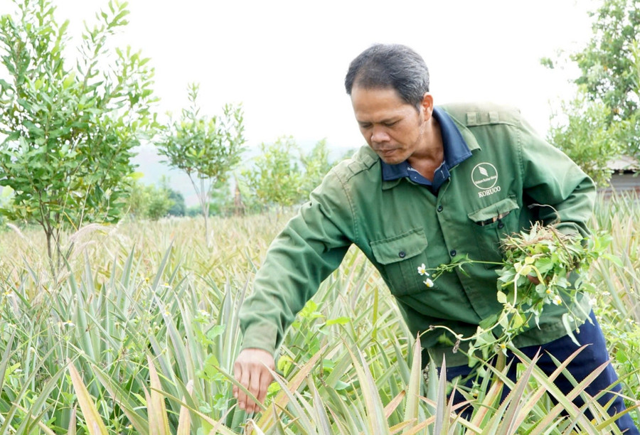 Vườn dứa của ông A Chiến phát triển tốt, kinh tế gia đình ngày càng ổn định. z7086378995710-596c87bb6465eceada7cfdcc96c9a99a.jpg