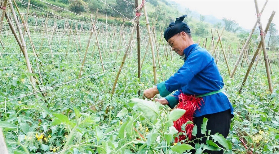 Người dân vùng cao có thu nhập ổn định nhờ nông sản sạch. (Ảnh: Vũ Mừng)