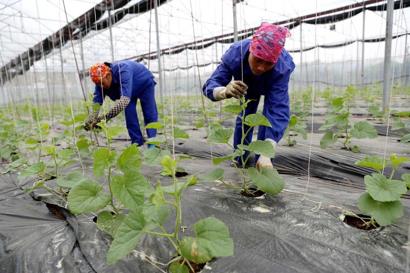 Mô hình trang trại trồng rau an toàn trong nhà kính theo tiêu chuẩn VietGap tại Phú Thọ. Ảnh: TTXVN