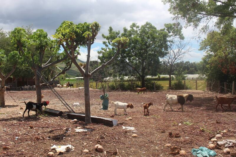 Chăn nuôi dê ở xã Tuy Phong (tỉnh Lâm Đồng). Ảnh: Báo Lâm Đồng