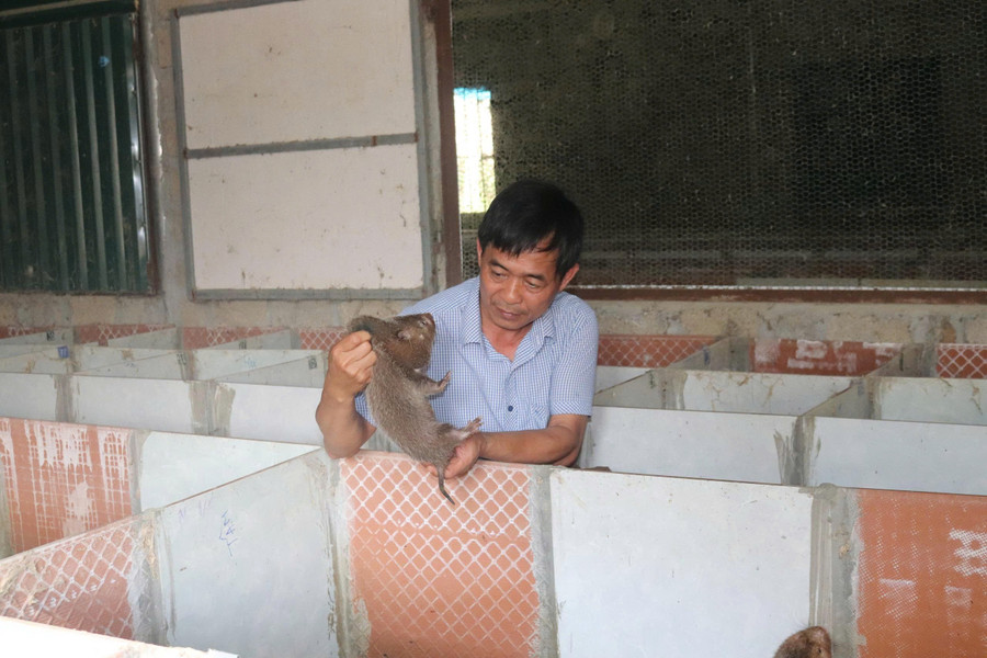 Nhờ nuôi dúi, ông Huân đã có cuộc sống dư giả. z7100749558521-1716c516470c119510b24d896d69ae65.jpg