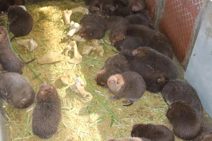 Đàn dúi được ông Huân chăm sóc khoa học nên phát triển rất tốt. z7100751375590-e934328df548348d12efb05537d35a28.jpg