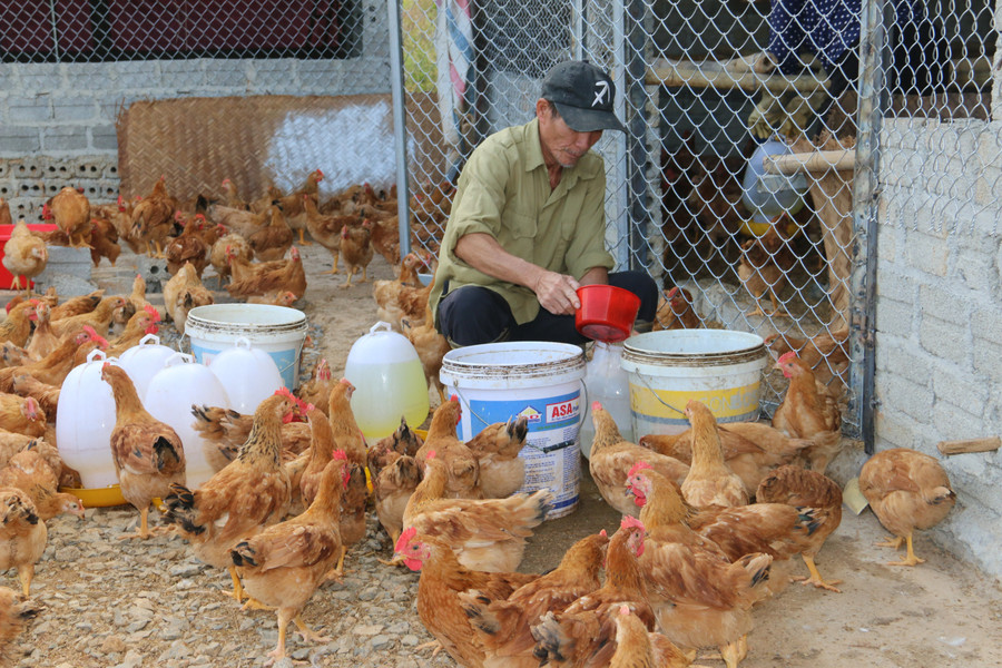 Người dân nuôi gà thảo dược thả vườn phát triển kinh tế. img-9939.jpg