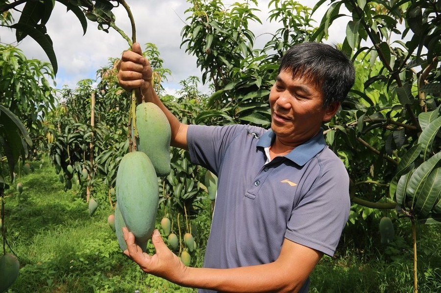 Người dân xã Mai Sơn trồng xoài Đài Loan trên đất dốc mang lại thu nhập cao và thoát nghèo. a3.jpg