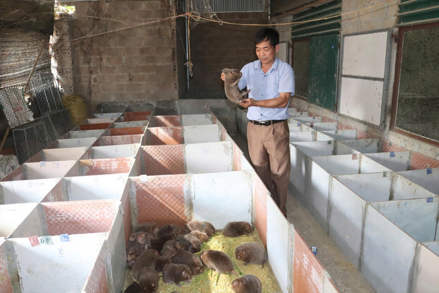 Ông Huân đang kiểm tra sức khoẻ của dúi tại chuồng.