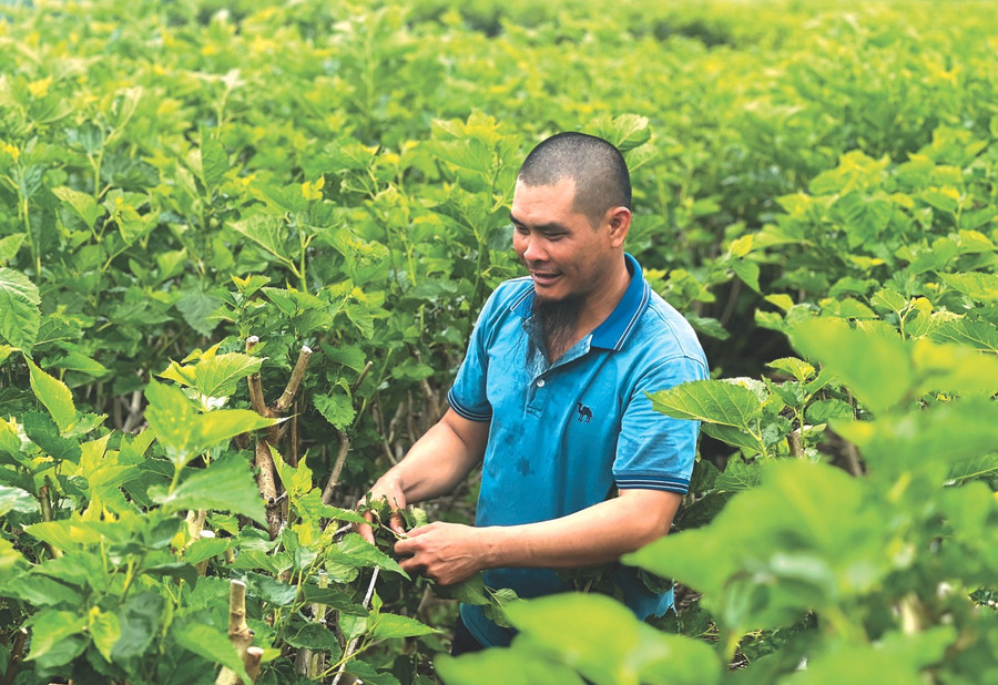 Anh Trường hái dâu nuôi tằm. image.jpg