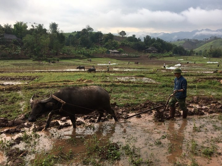 Người dân ở xã Phiêng Pằn làm ruộng tăng gia sản xuất. 71497644-415240239134188-7405200475085078528-n.jpg