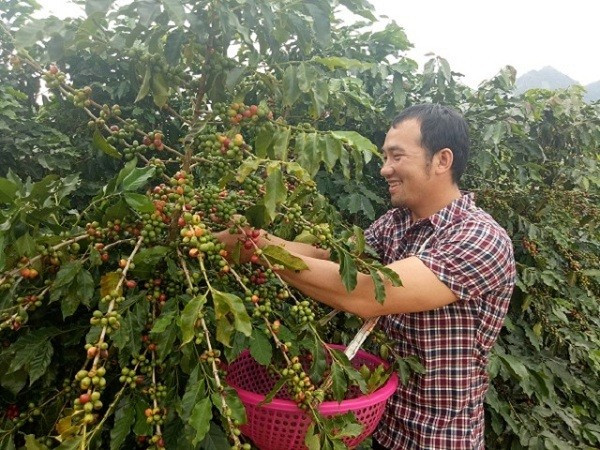 Nông dân xã Chiềng Cơi vui mừng khi được mùa cà phê. 1.jpg