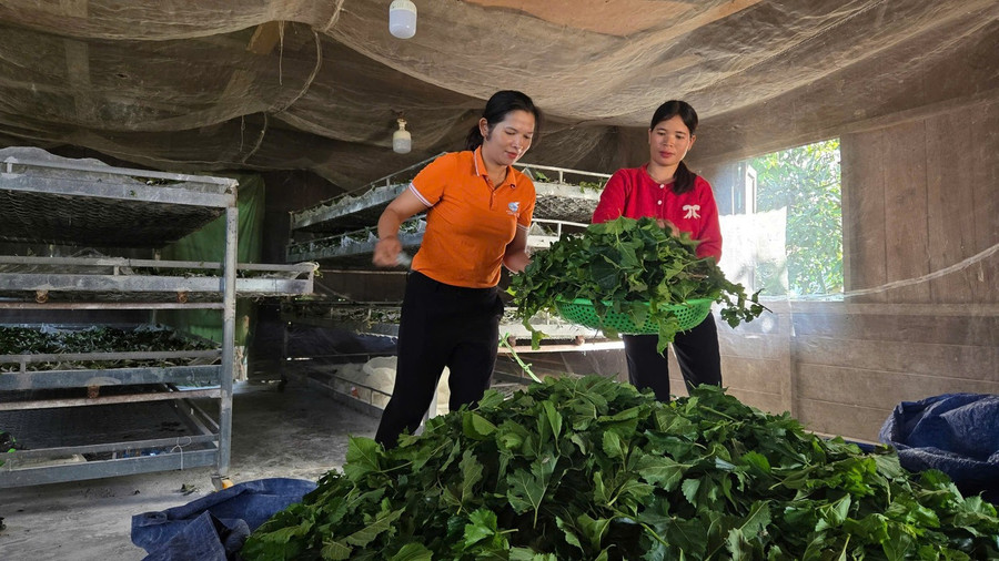 Nghề trồng dâu nuôi tằm giúp nhiều hộ đồng bào dân tộc thiểu số thoát nghèo.