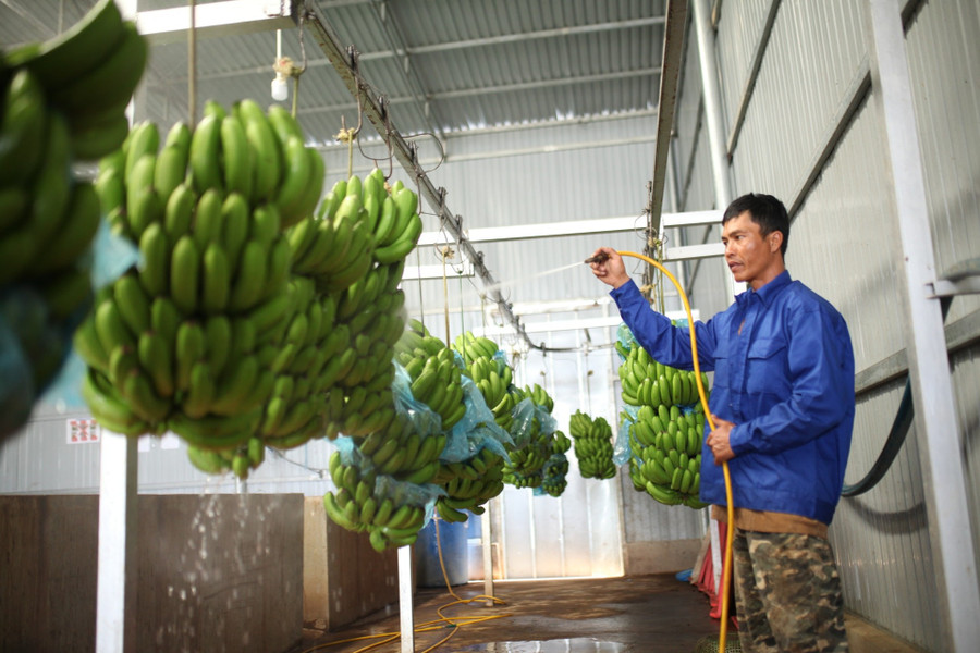 Người dân xã Đam Rông 1 mạnh dạn ứng dụng tiến bộ kỹ thuật, phát triển sản xuất hàng hóa, nâng cao thu nhập. anh-1-san-pham-chuoi-laba.jpg