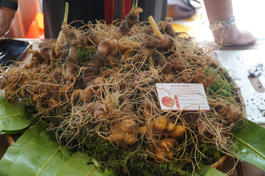 Sâm Ngọc Linh. (Ảnh: Q. Phú) 13f0cf6fa0272c797536.jpg