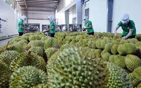 Dư địa cho xuất khẩu nông sản Việt vẫn còn lớn.