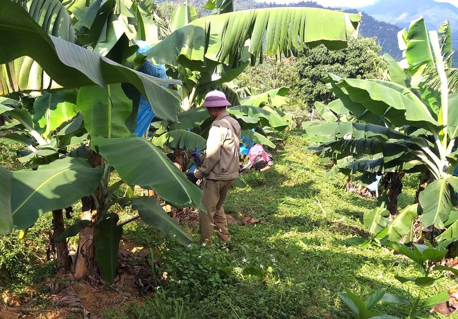 Nhiều người dân ở A Lưới chăm chỉ trồng cây chuối già, kết hợp với tìm đầu ra sản phẩm qua sàn thương mại điện tử, tạo thu nhập bình quân đầu người 65-70 triệu đồng/người/năm. 90.jpg