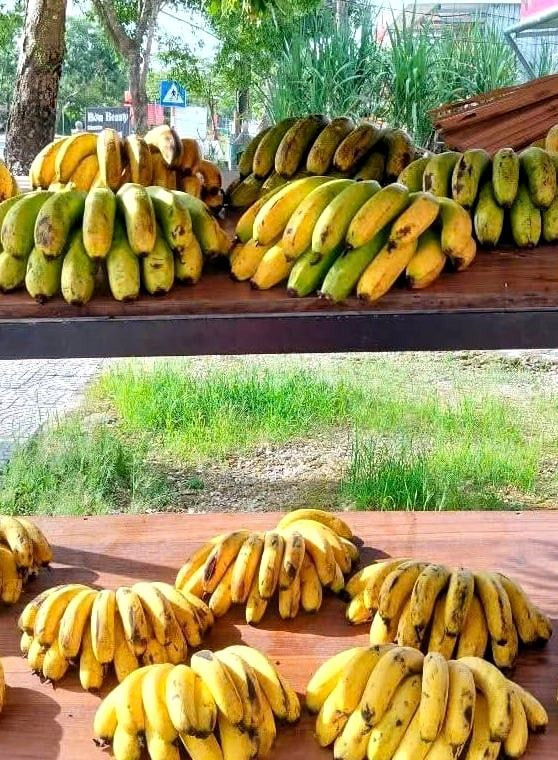 Sản phẩm chuối lùn già A Lưới đã được công nhận là sản phẩm OCOP. chuoi-hue-3-095025-797-220627.jpg