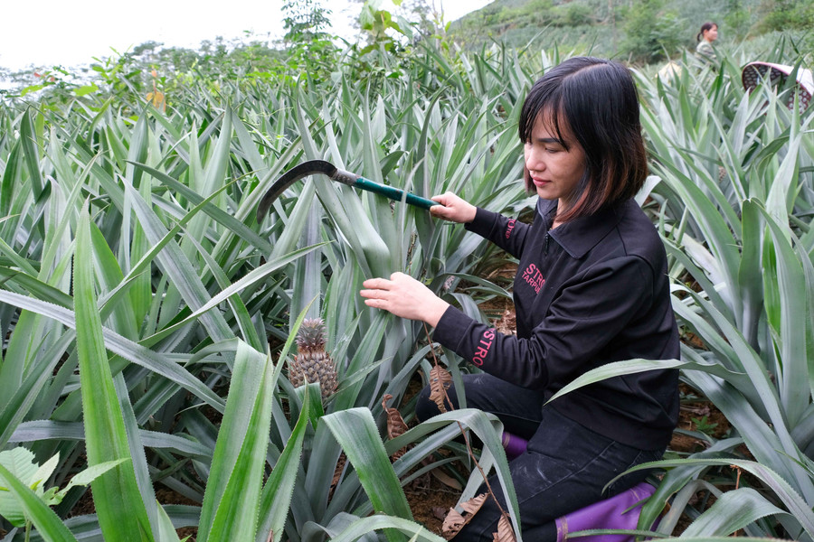 Gia đình chị Vi Thị Thà, xóm Bản Sẳng, xã Bạch Đằng thu nhập gần 200 triệu đồng/năm nhờ cây dứa.