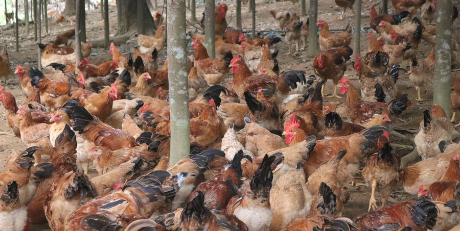 Tư duy sáng tạo mang lại nguồn kinh tế cao. 1000044591.jpg