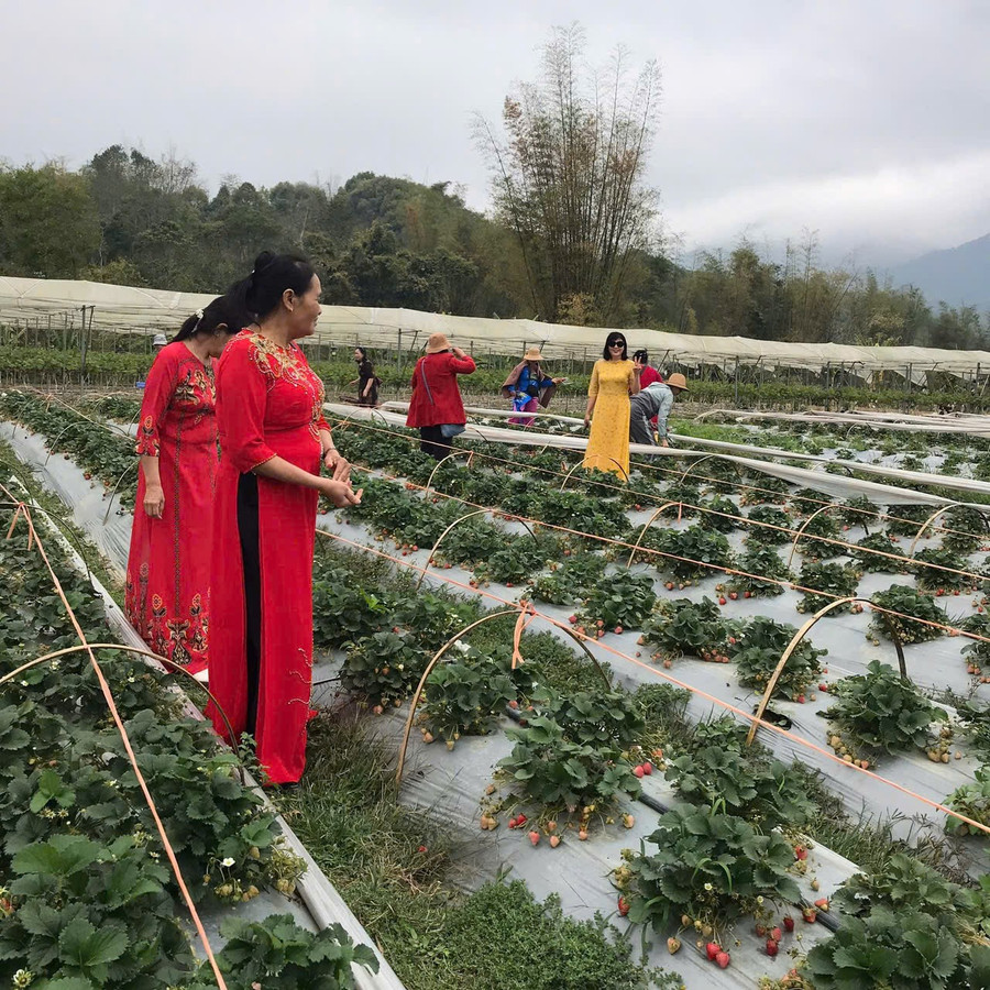 Vườn dâu tây thu hút khách du lịch đến trải nghiệm. vuon-dau-tay-thu-hut-khach-du-lich-den-trai-nghiem.jpg