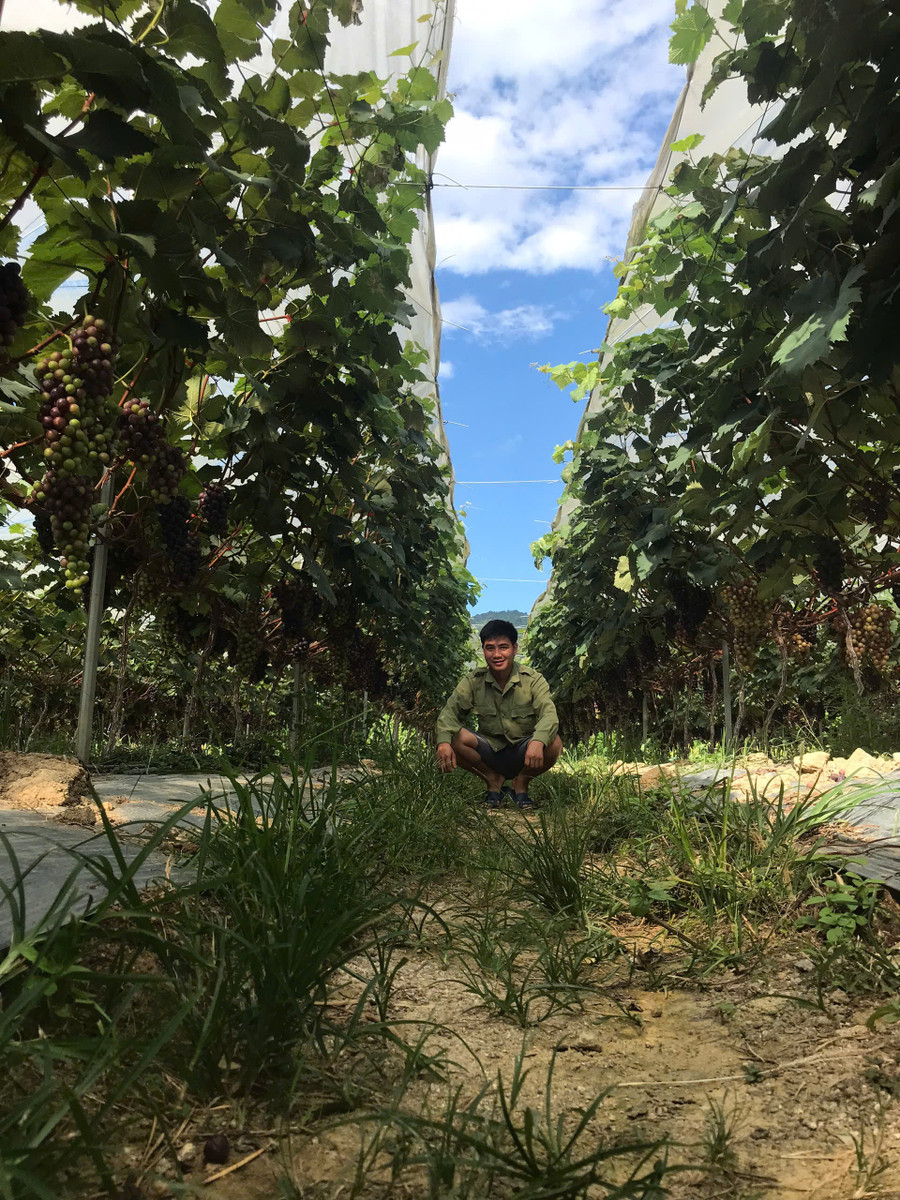 Vườn nho của anh Thành đạt năng suất cao. vuon-nho-cua-anh-thanh-dat-nang-suat-cao.jpg