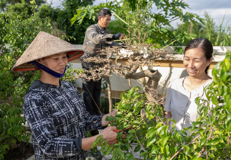 Mô hình trồng cây cảnh cho giá trị kinh tế cao tại xã Hiển Khánh. z7265464825772-0e1686e3f3935e6d126a10c9efe285be.jpg