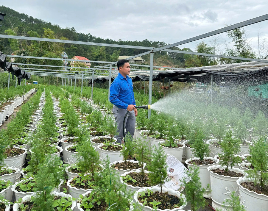 Anh Hoàng Ngọc Vũ đã tiên phong trong công nghệ để phát triển cây giống.