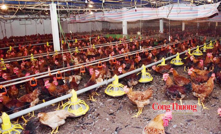 Mỗi năm, trang trại nuôi khoảng 2,5 lứa gà.