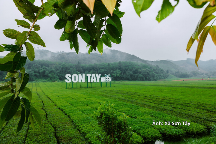 Xã Sơn Tây hiện có 299ha chè công nghiệp, sản lượng khoảng 4.095 tấn.